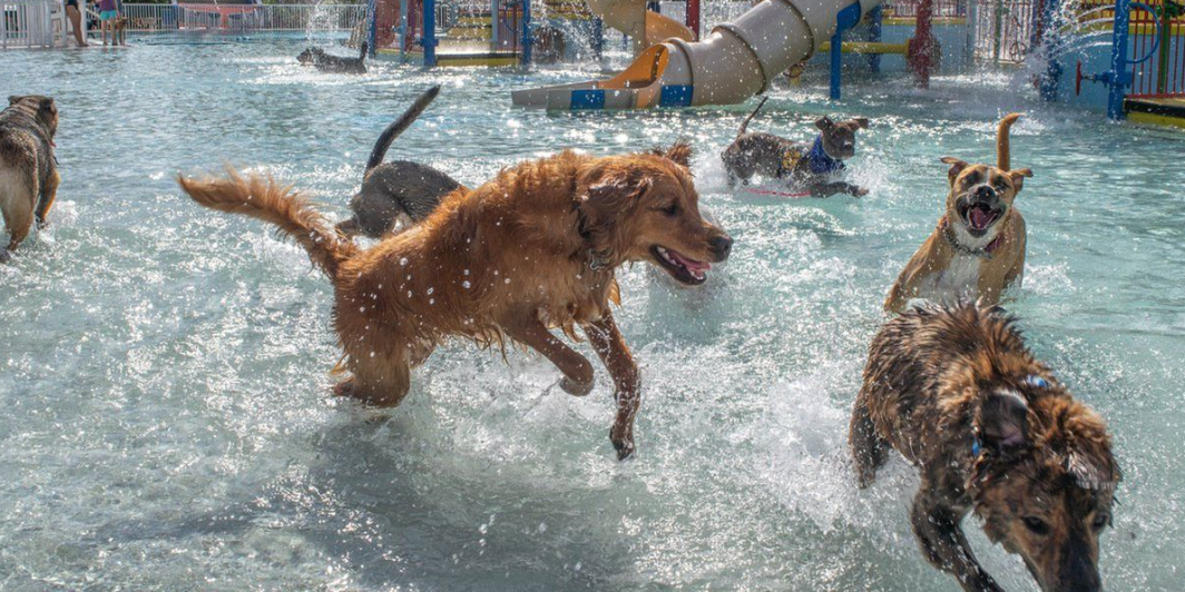 Dog Water Park Features For Your Splash Pad