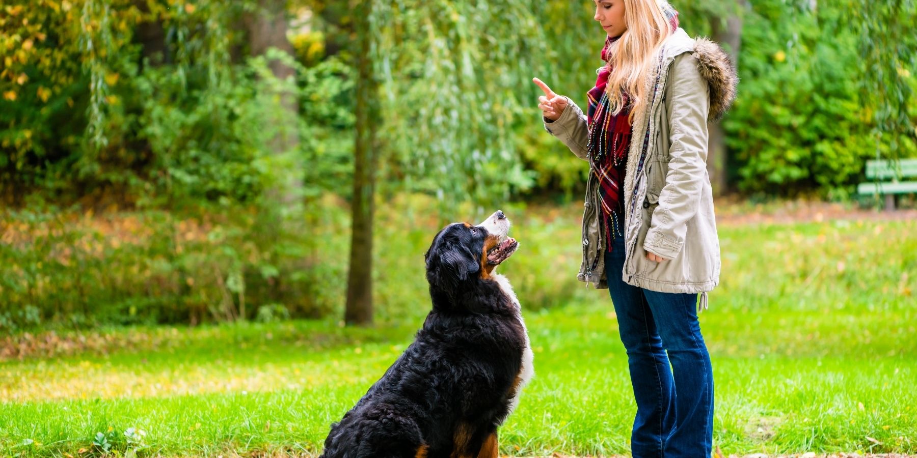 How to Overcome Stubbornness in Dogs: Effective Training Tips