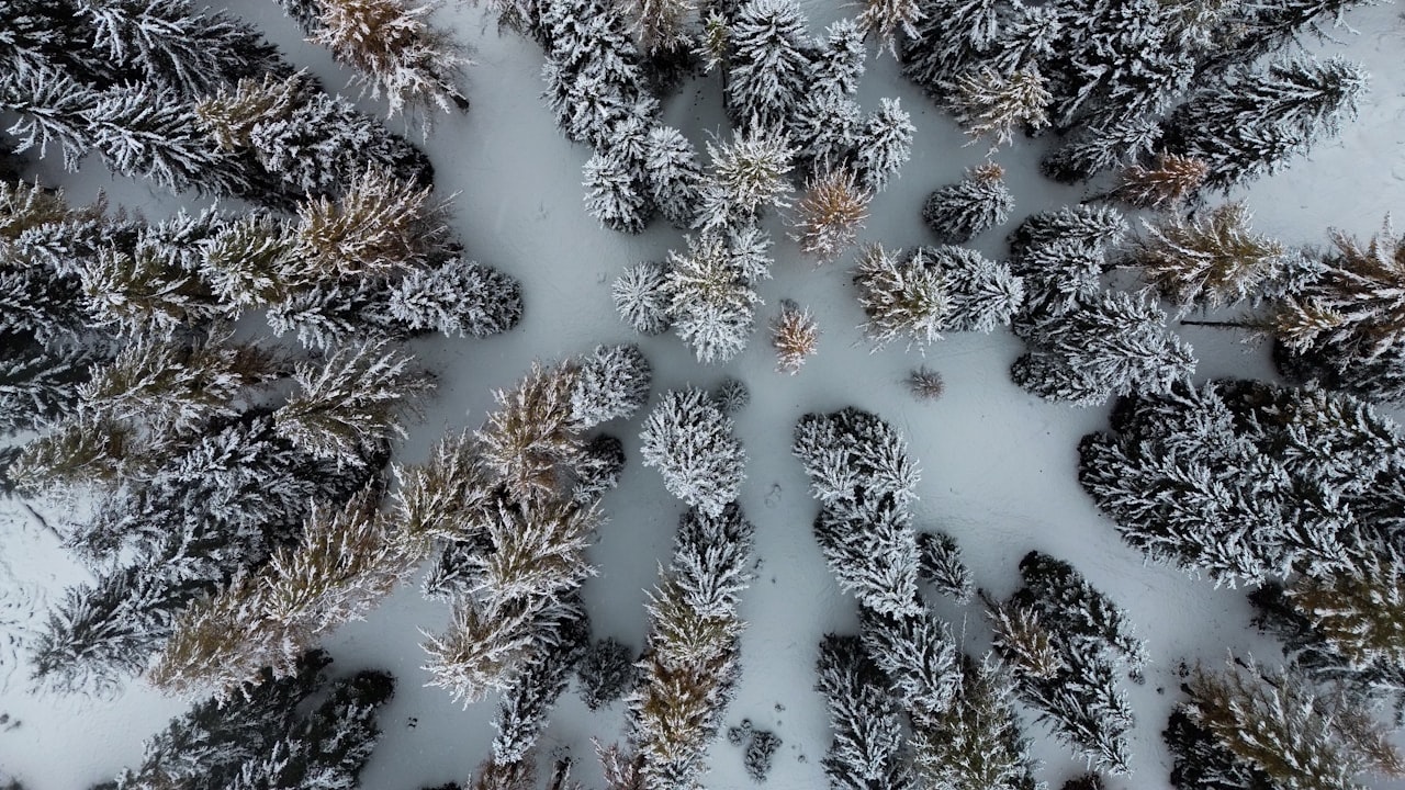 Closure vs. Frontal - Which Wig is Best For You